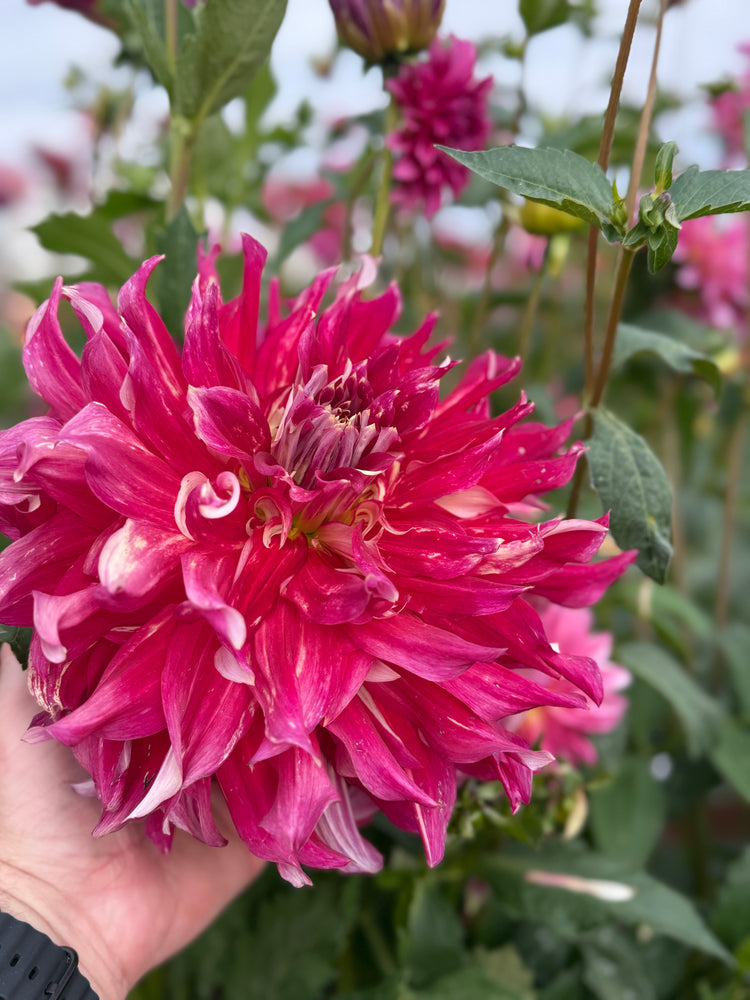 
                  
                    Clearview Magic Dahlia - POT TUBER
                  
                