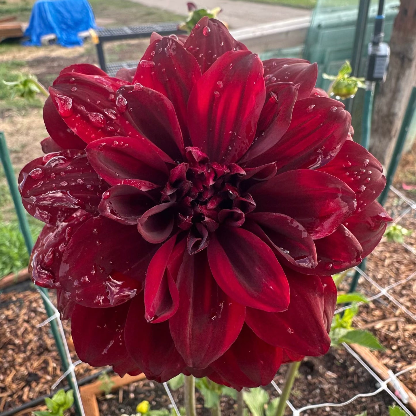 
                  
                    Tulip Dahlia - Rooted Cutting
                  
                