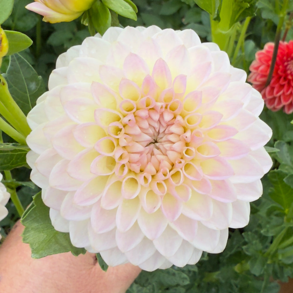 Brian's Dream Dahlia - POT TUBER