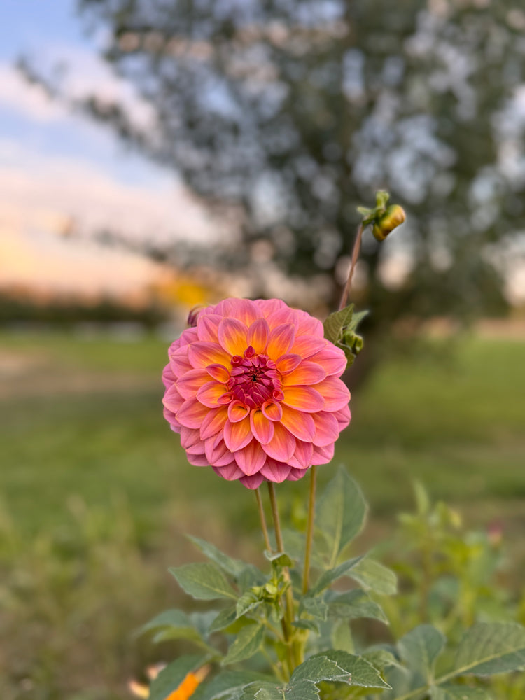 
                  
                    Bloomquist Dave Dahlia - POT TUBER
                  
                