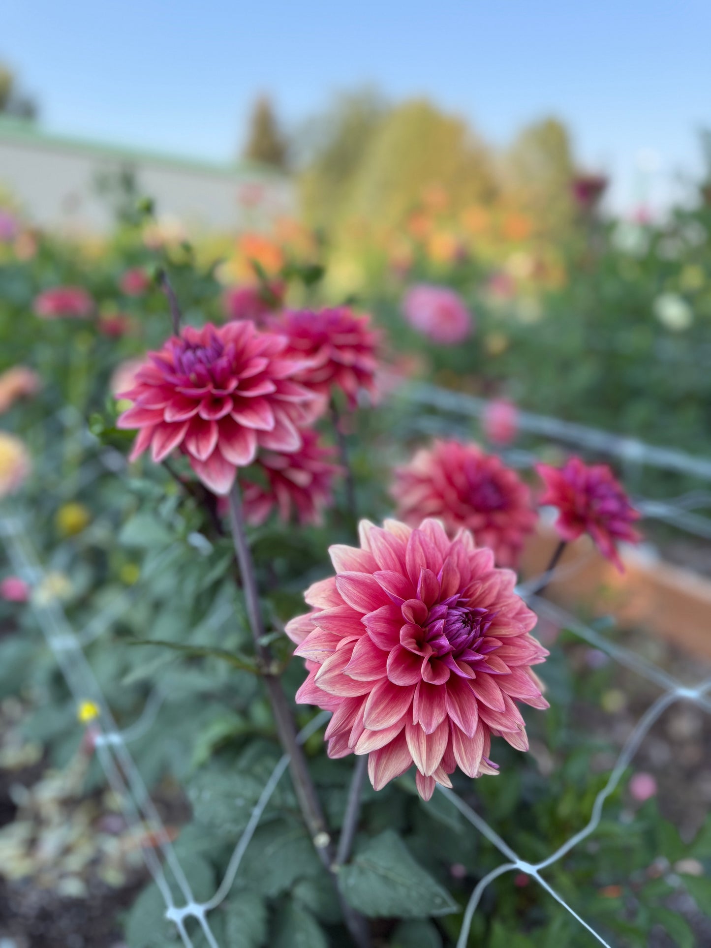 
                  
                    American Dawn - Tuber
                  
                