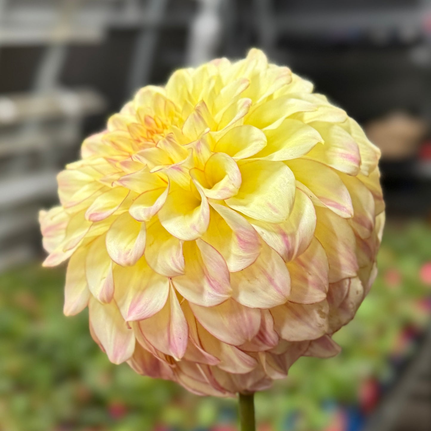 
                  
                    Coorabell Astrid - Rooted Cutting
                  
                