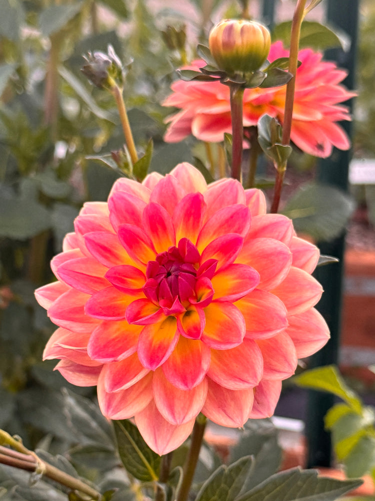 
                  
                    Pacific View Dahlia - Rooted Cutting
                  
                