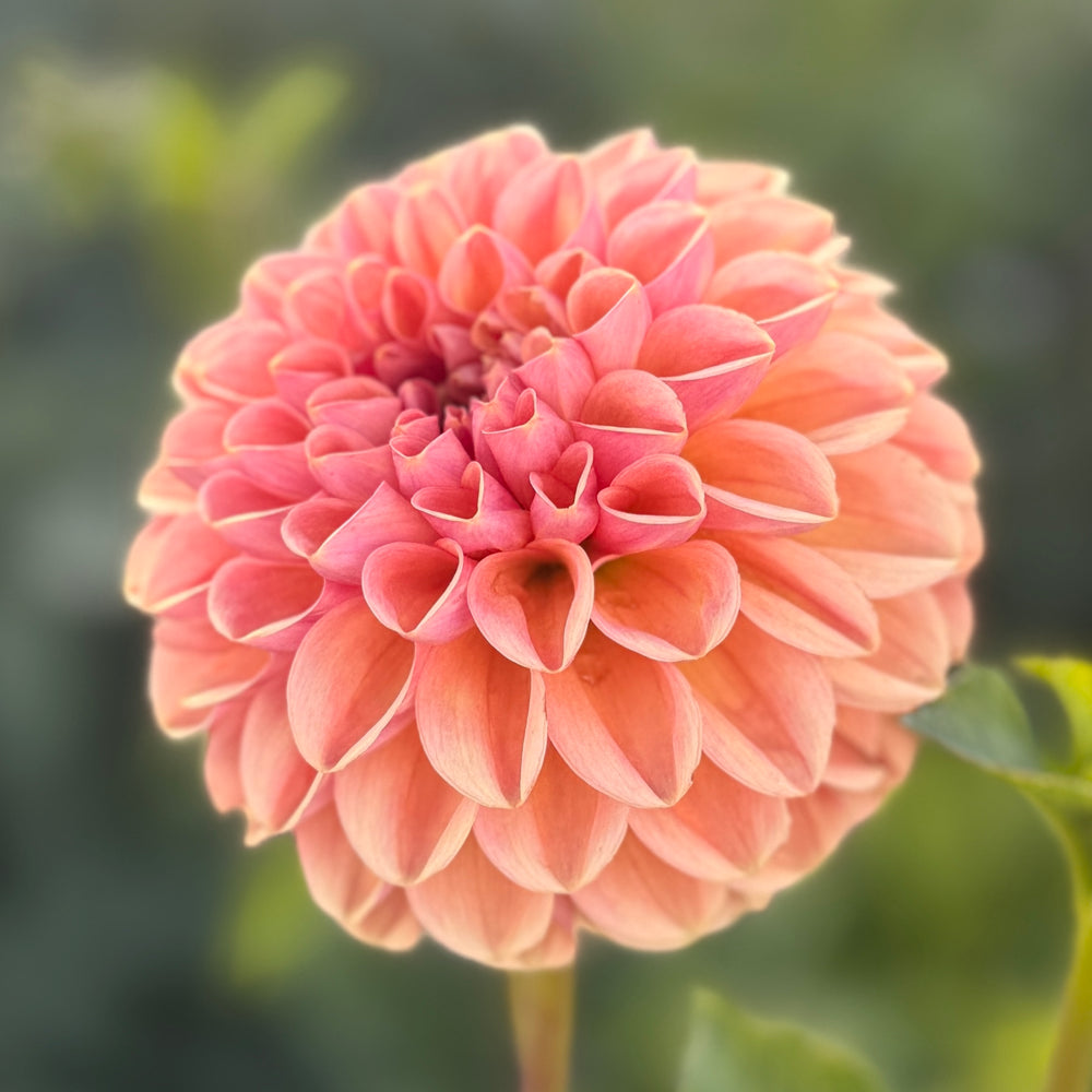 Valley Tawny Dahlia - Rooted Cutting