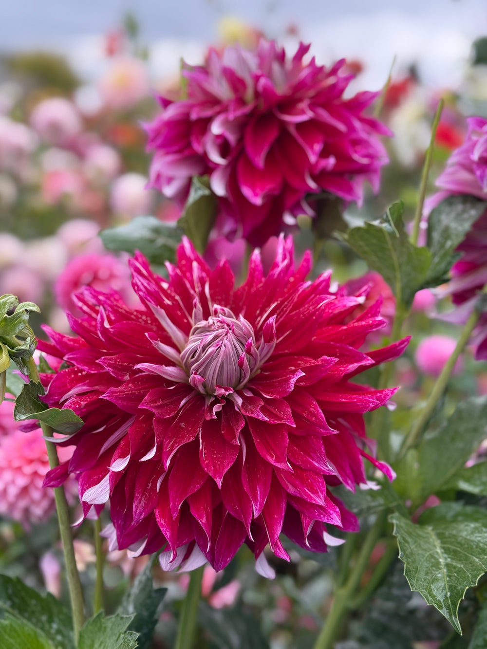 Clearview Magic Dahlia - POT TUBER
