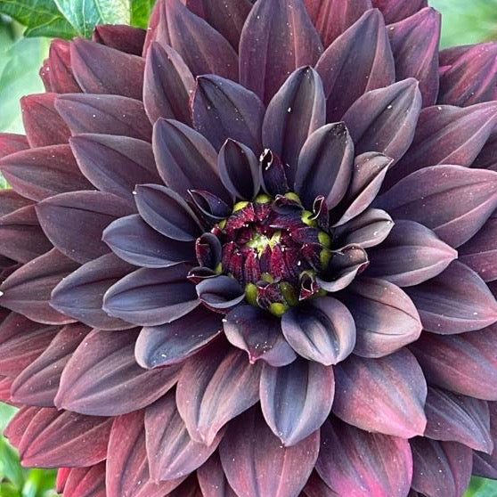 Czarny Charakter Dahlia - Rooted Cutting