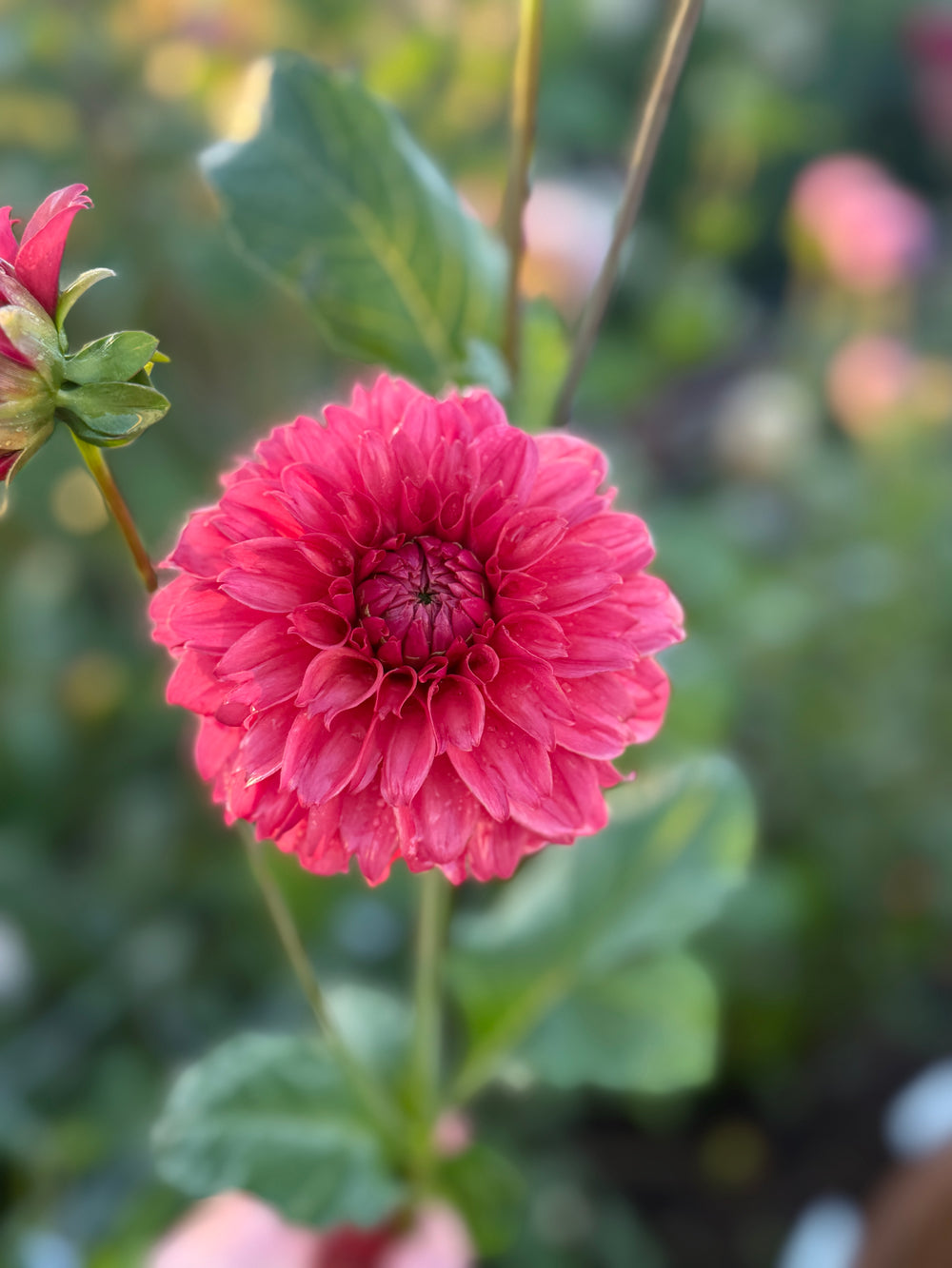 Lee's Ellis Dahlia - POT TUBER