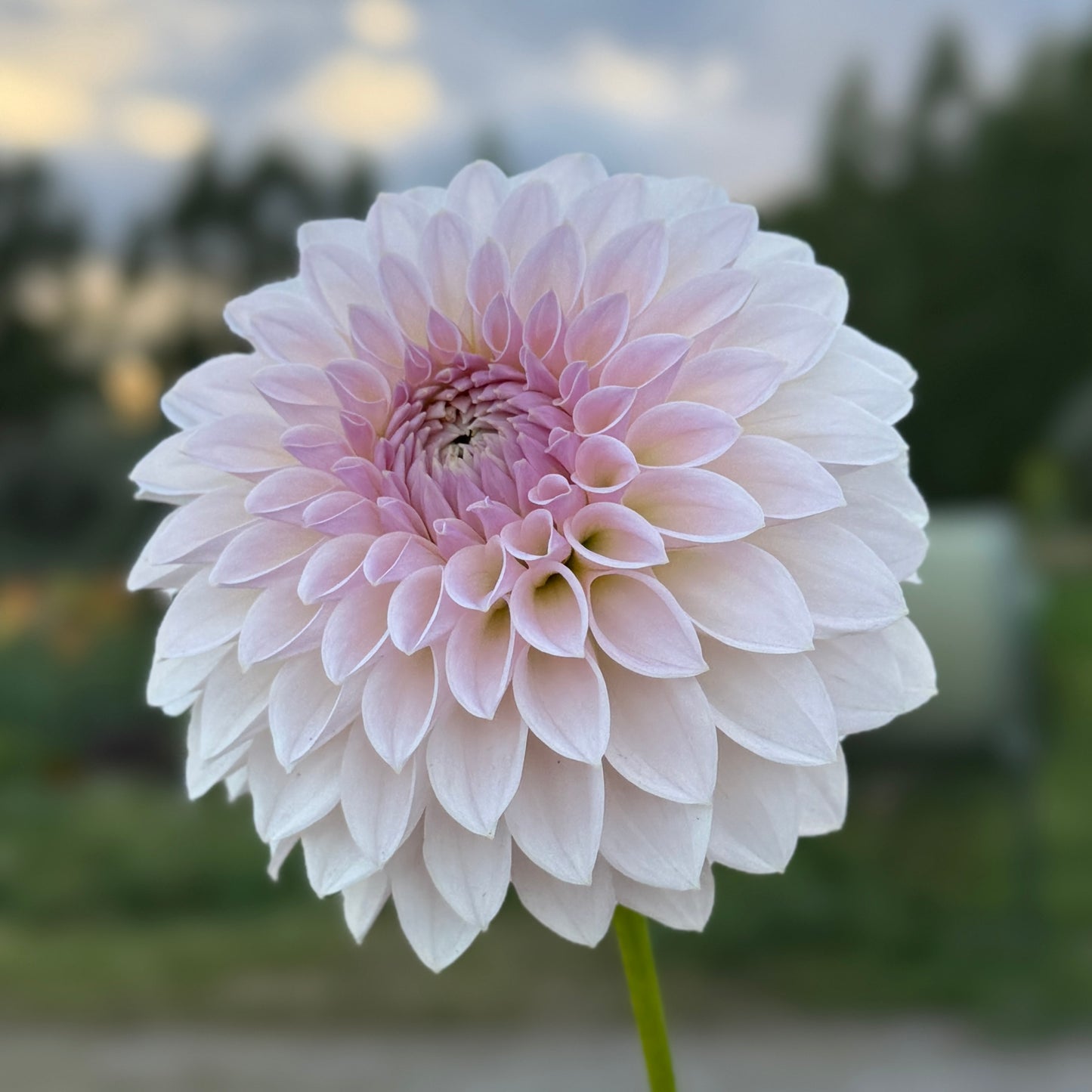 
                  
                    Bloomquist Tory P Dahlia - Rooted Cutting
                  
                