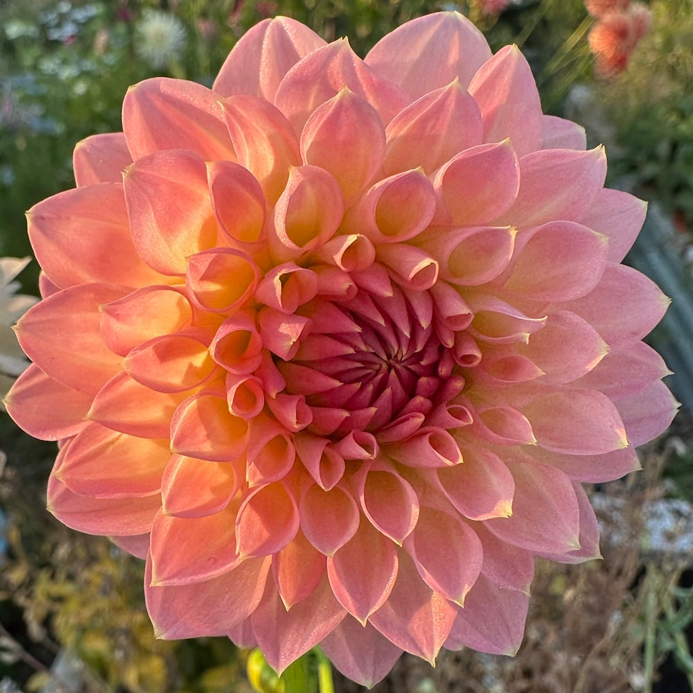 Barbarry Dominion Dahlia - Rooted Cutting