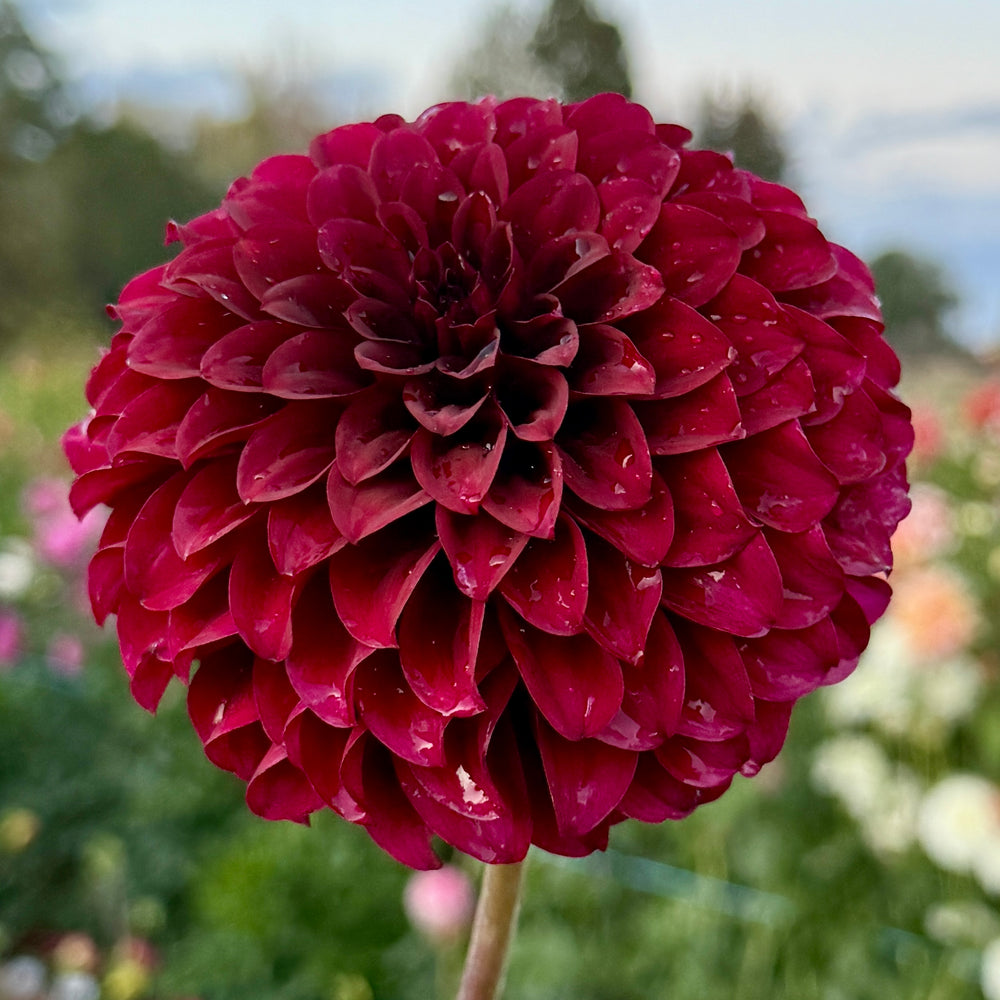 Fidalgo Blacky Dahlia - POT TUBER