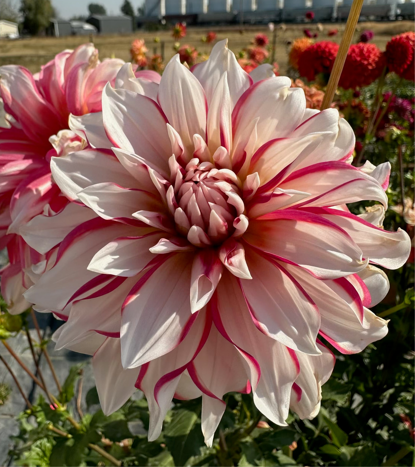 
                  
                    AC Sandra J Dahlia - Rooted Cutting
                  
                