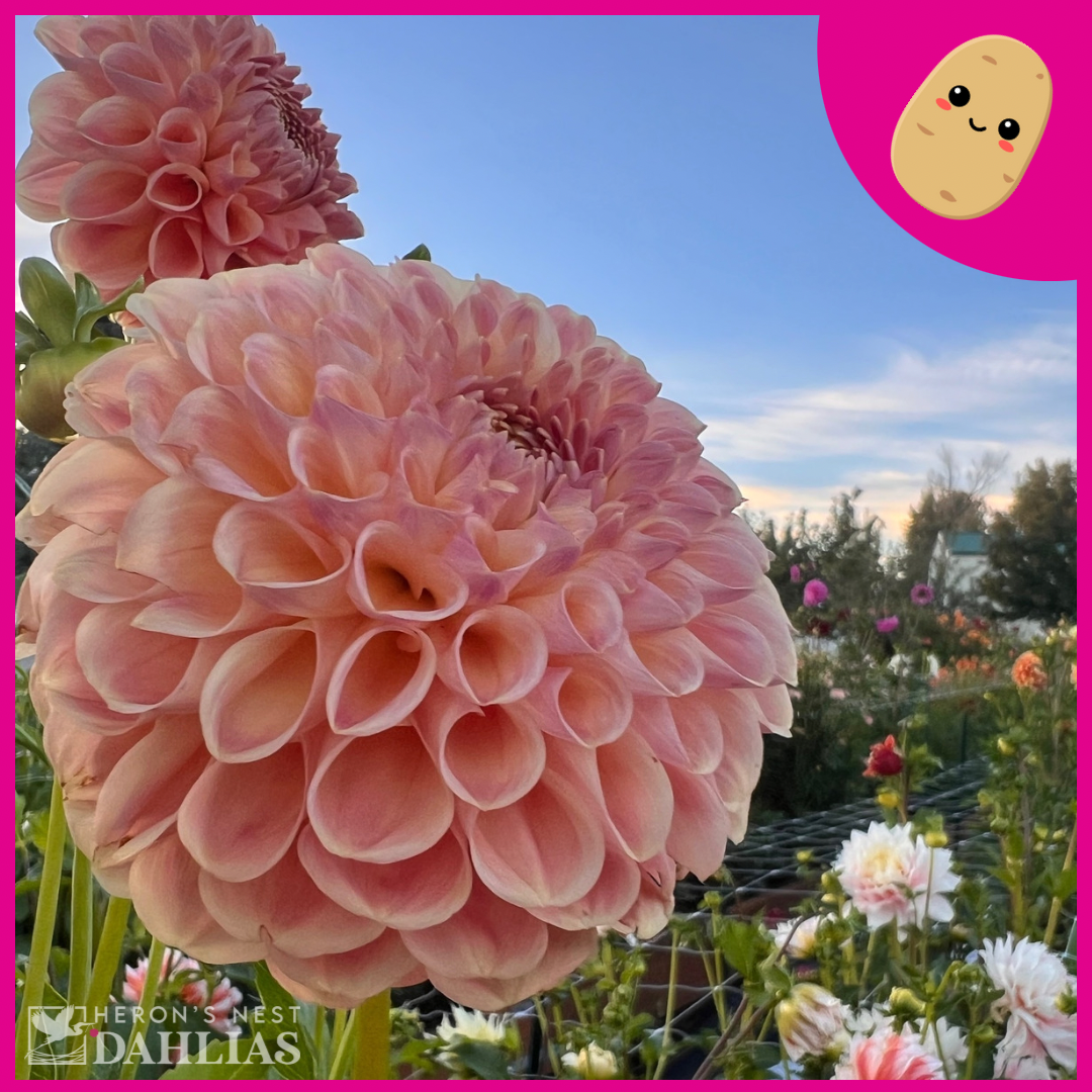 Clearview Peachy - Tuber – Heron's Nest Dahlias