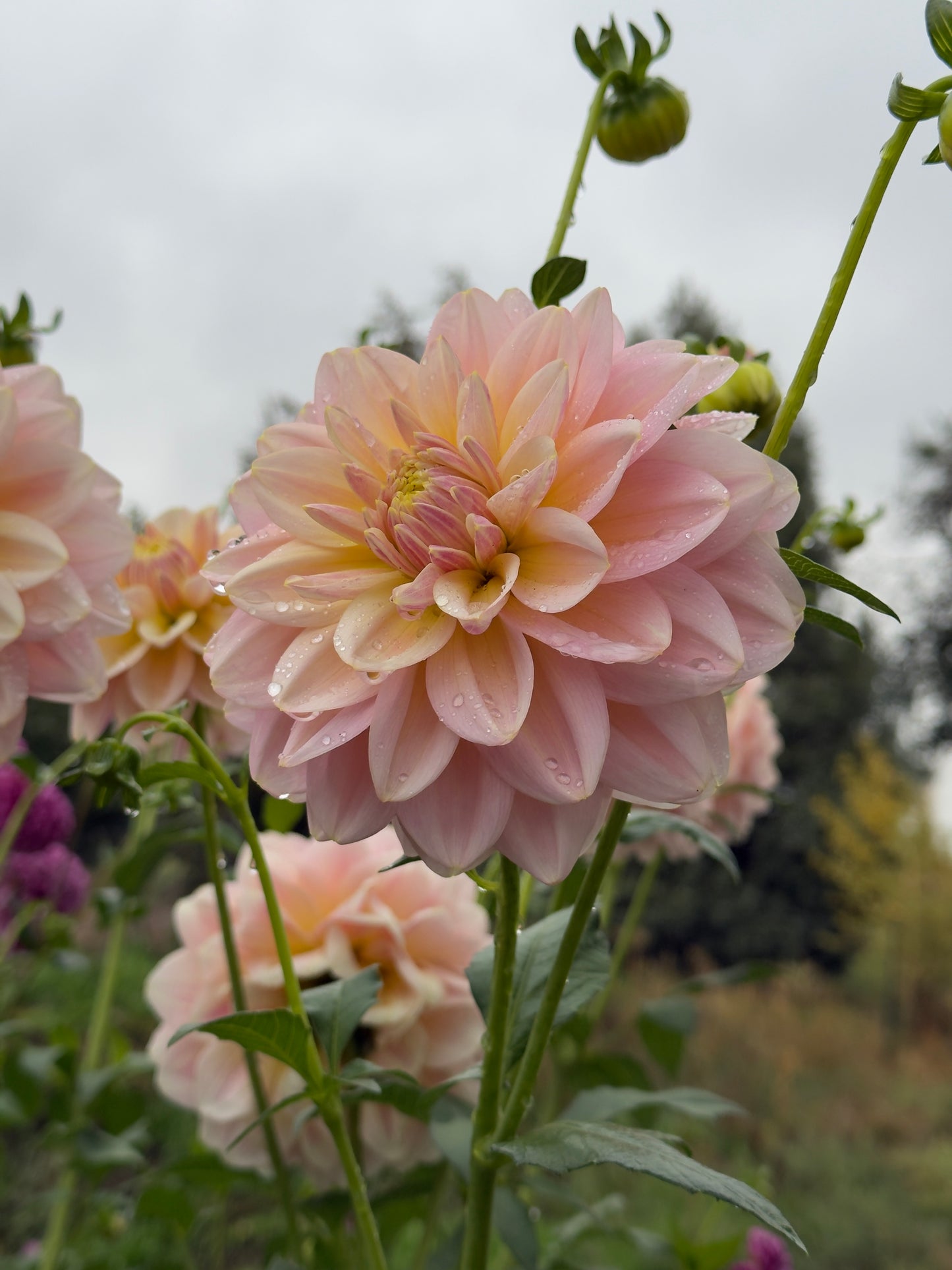 
                  
                    Sheer Heaven - Tuber
                  
                