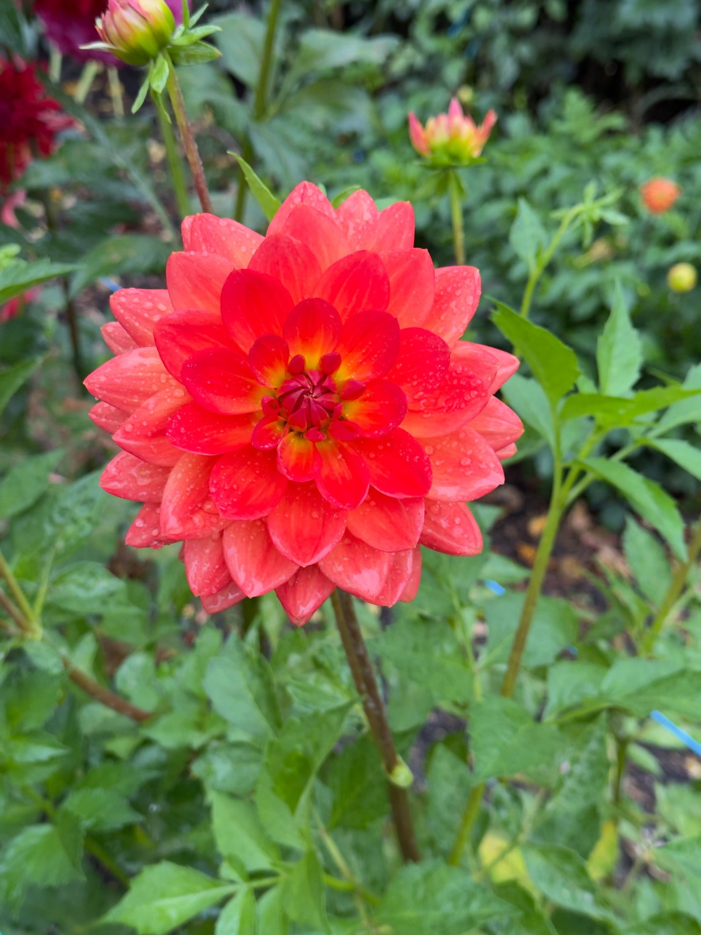 
                  
                    Ashpire Glow - Tuber
                  
                