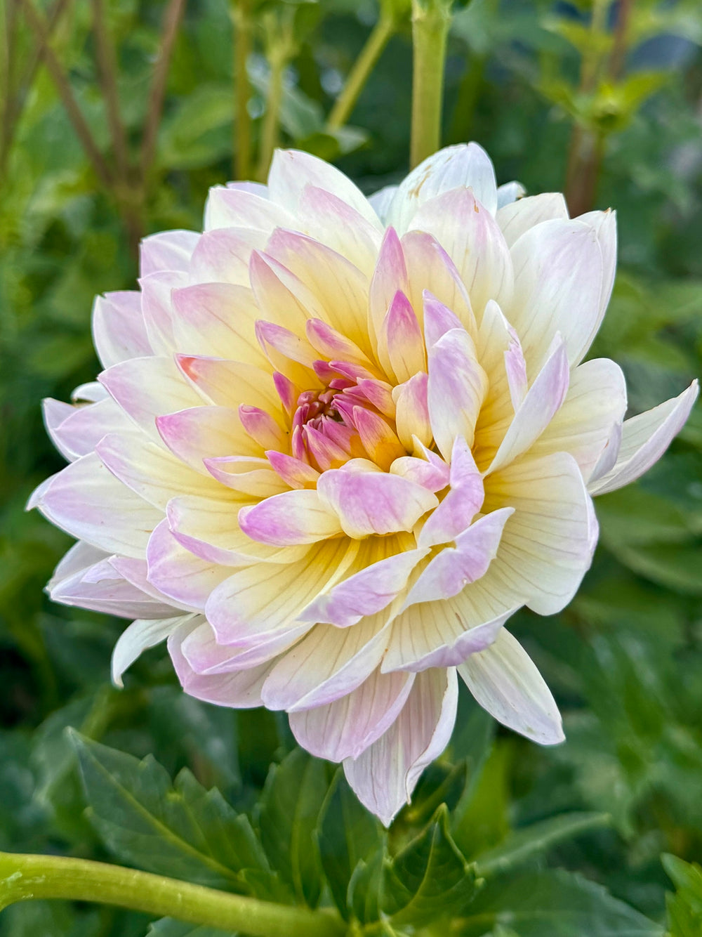 Hollyhill Lilibet Dahlia - Rooted Cutting