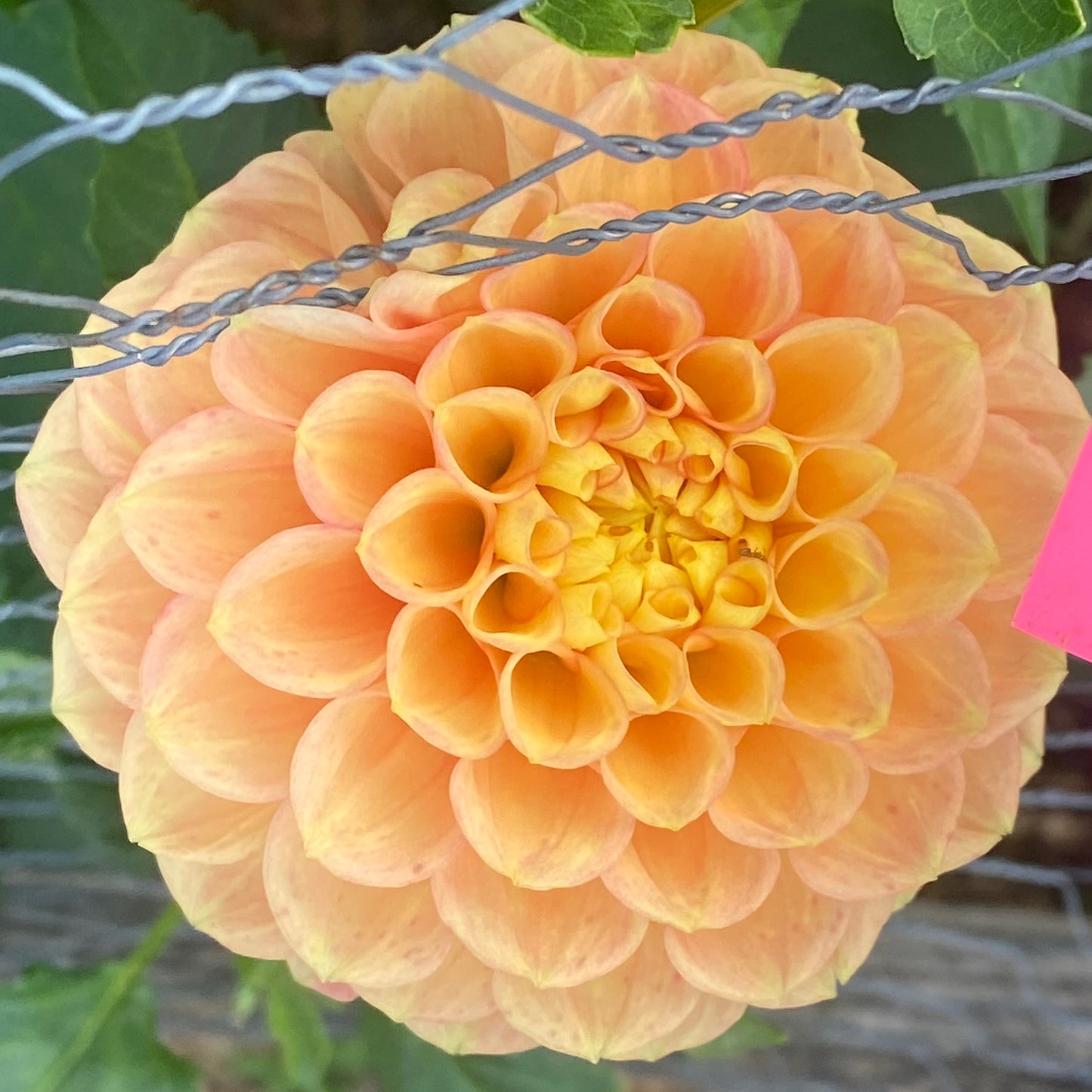 
                  
                    Ferncliff Honeycomb Dahlia - Rooted Cutting
                  
                