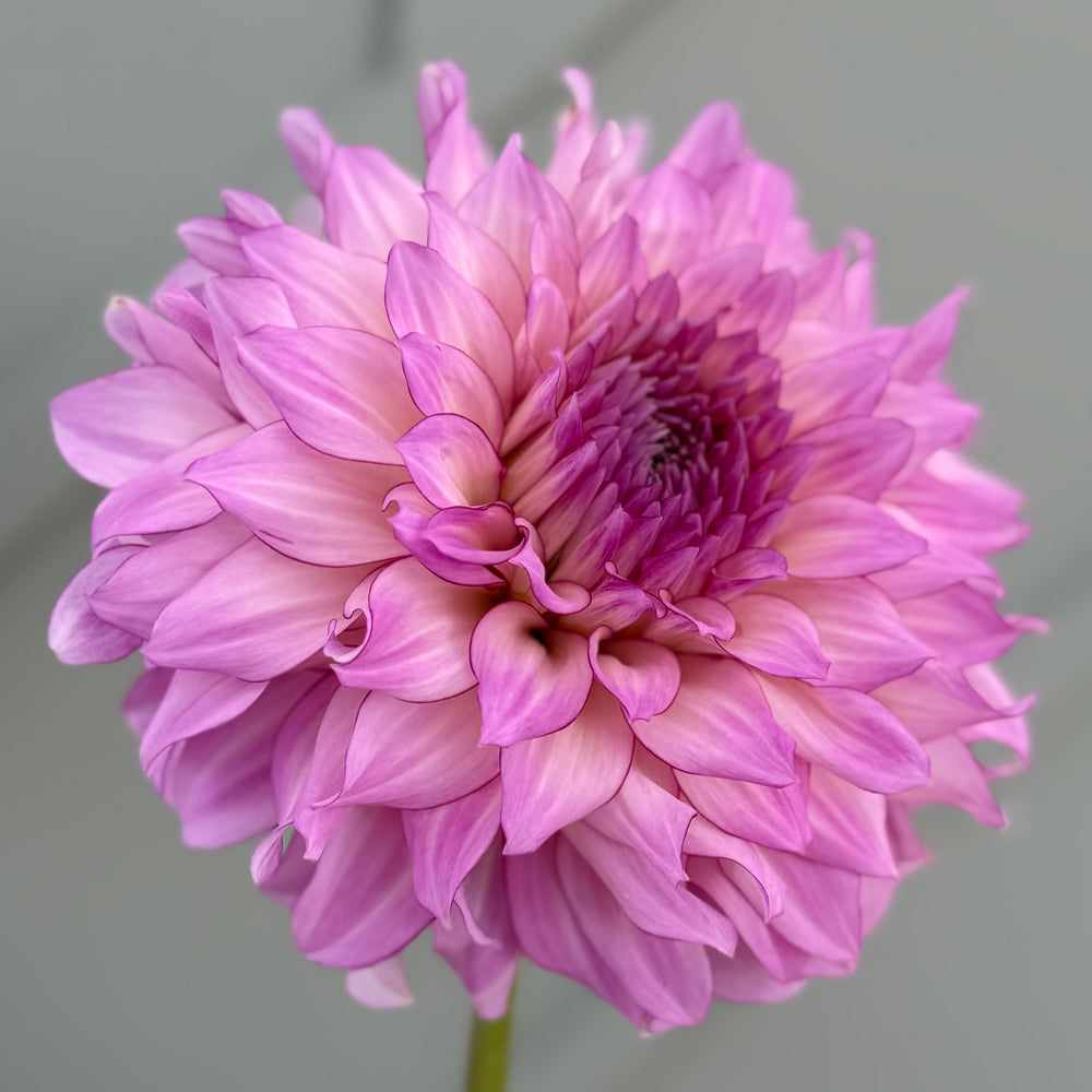 Veca Lucia Dahlia - Mini Clump