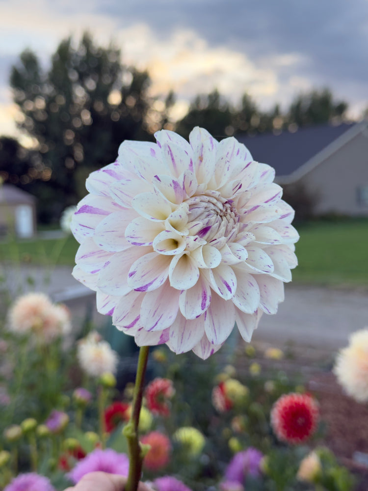 
                  
                    Hollyhill Fingerpaint Dahlia - Mini Clump
                  
                
