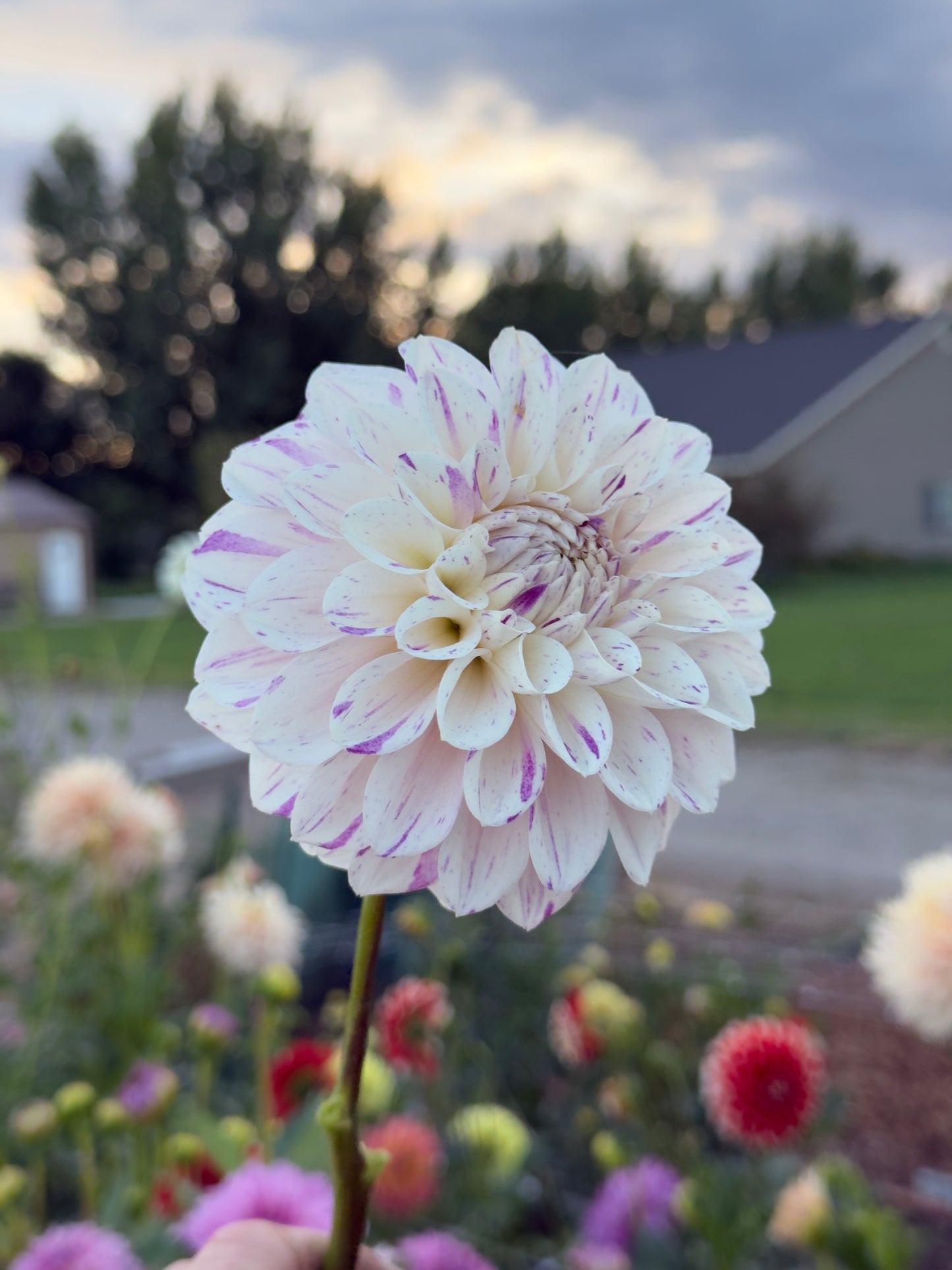 
                  
                    Hollyhill Fingerpaint Dahlia - Mini Clump
                  
                