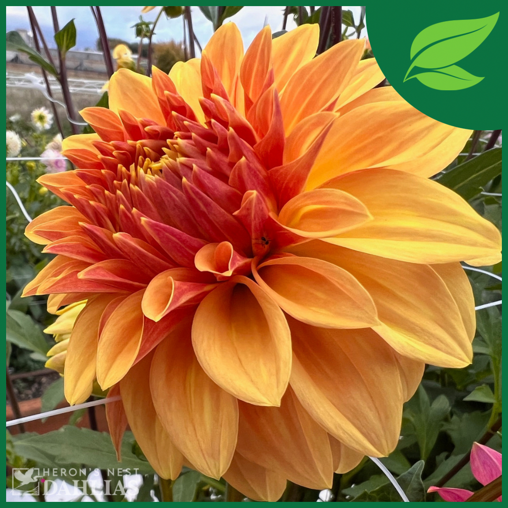 
                  
                    Miss Amara Dahlia - Rooted Cutting
                  
                