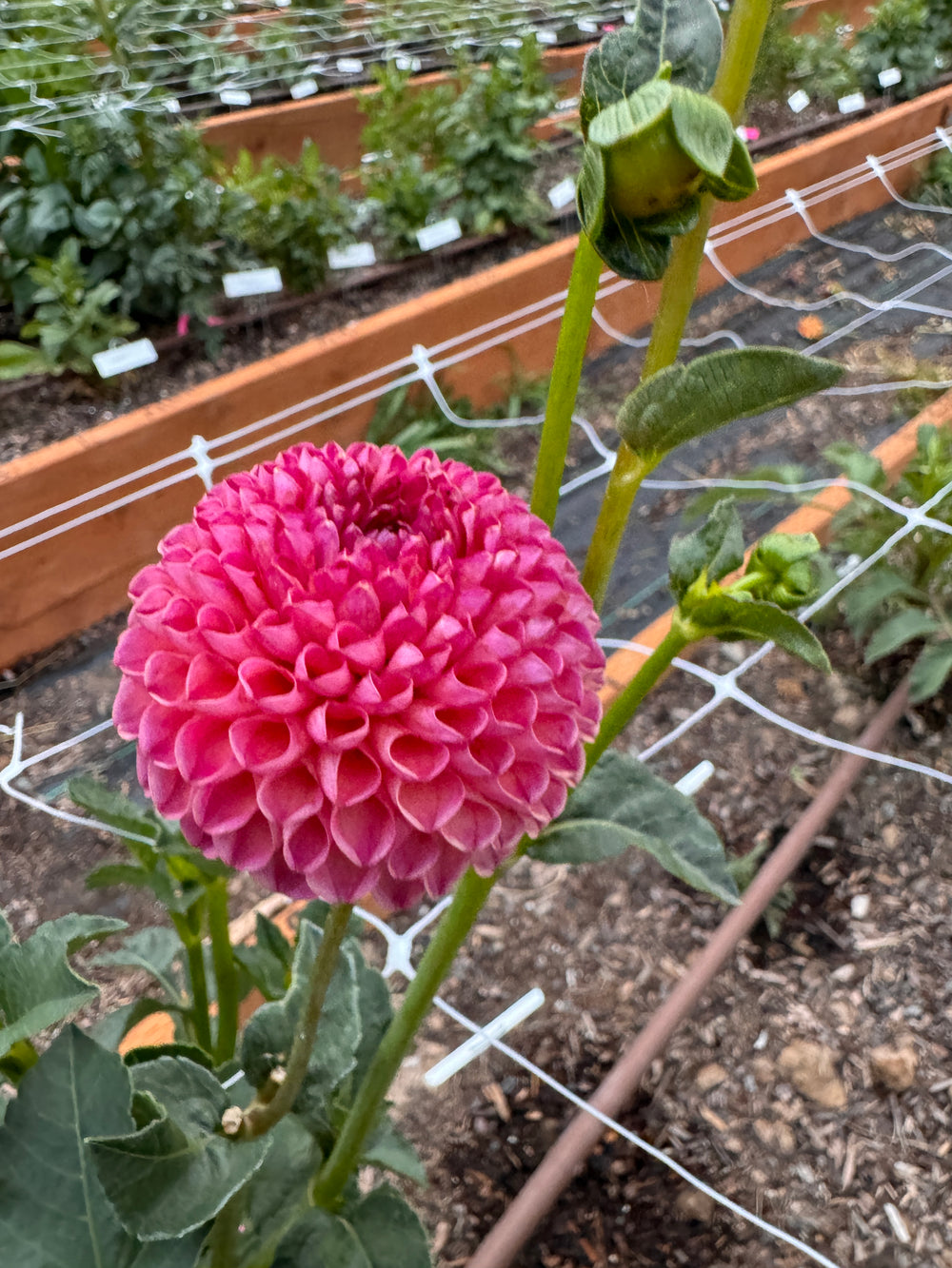 Burlesca Dahlia - POT TUBER