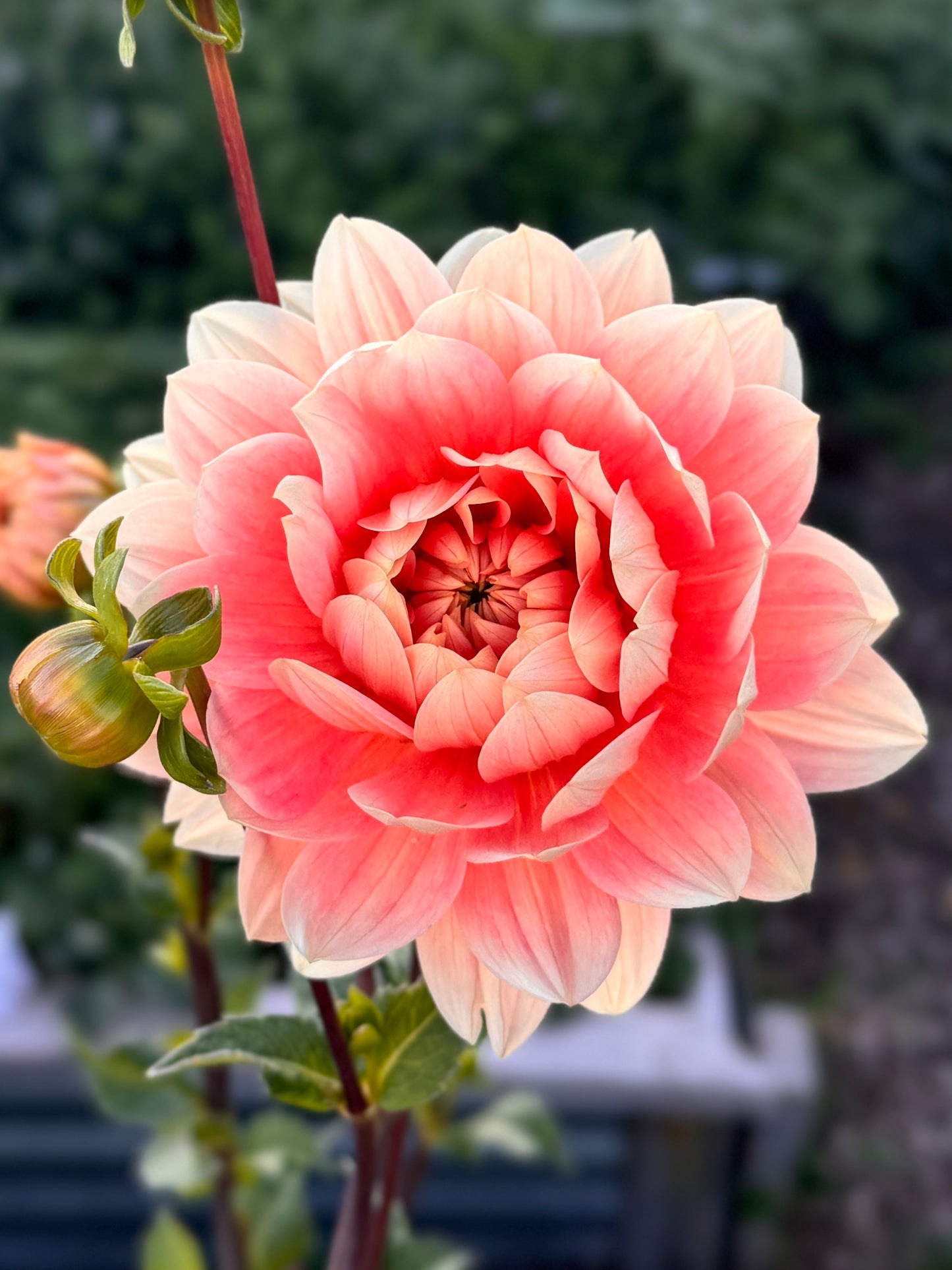 
                  
                    Carolina Wagemans Dahlia - Rooted Cutting
                  
                