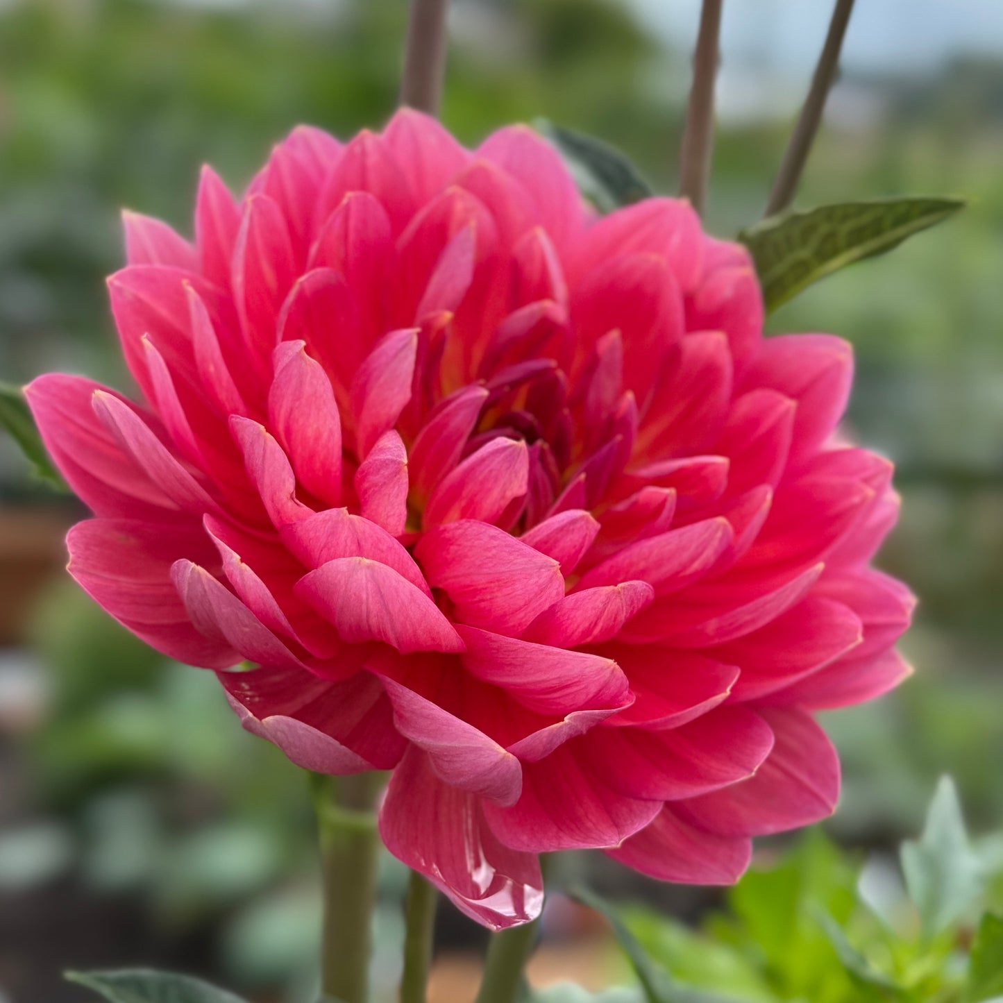 
                  
                    Hollyhill Daydream Dahlia - Rooted Cutting
                  
                