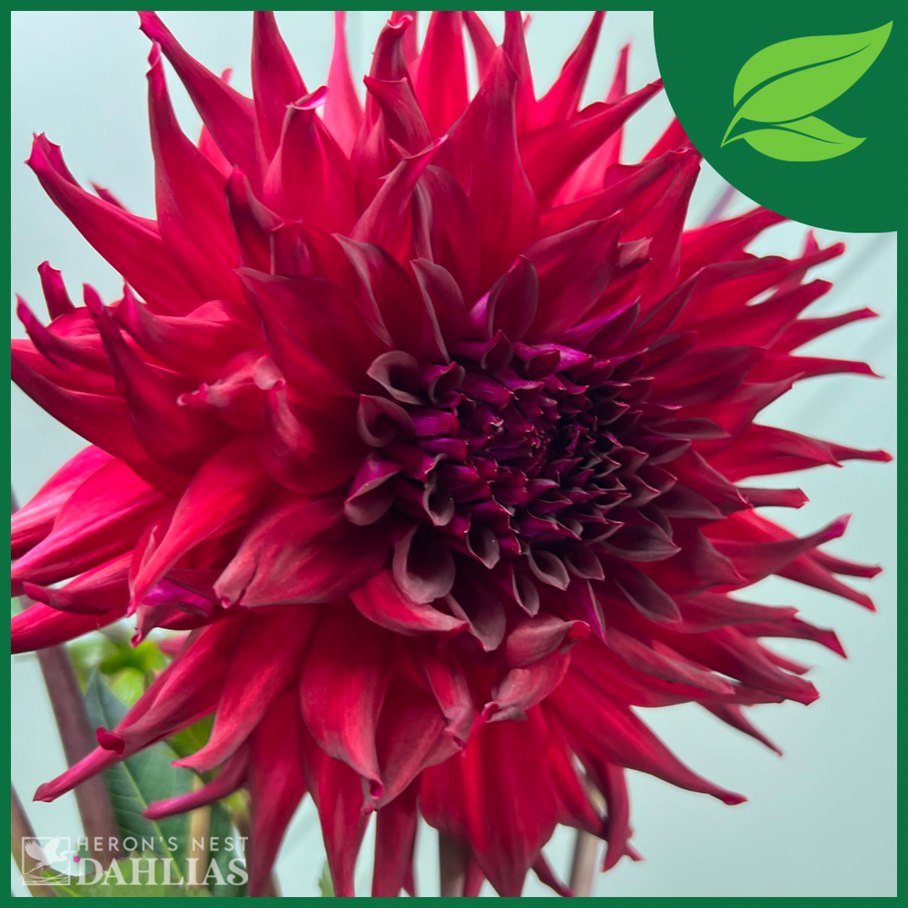 Bloomquist Quill - POT TUBER