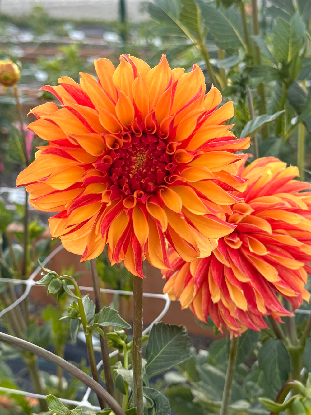 River's Phoenix Dahlia - Rooted Cutting