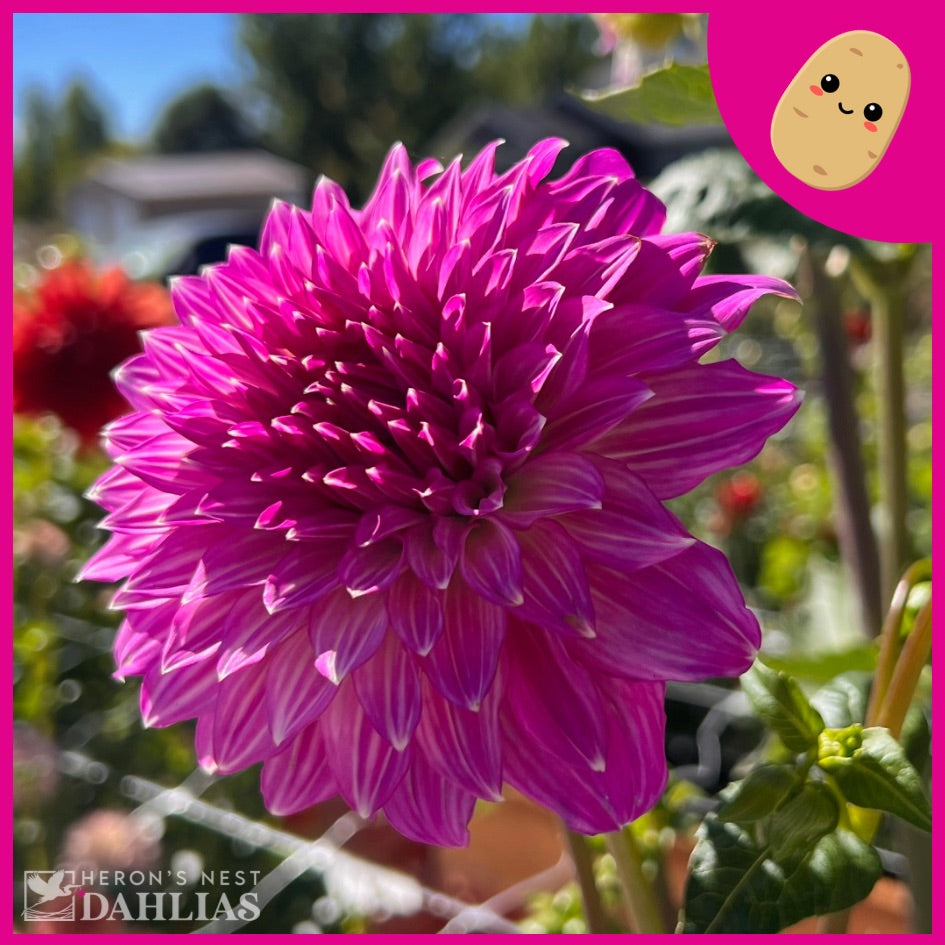Bloomquist Clear Delight - Tuber – Heron's Nest Dahlias