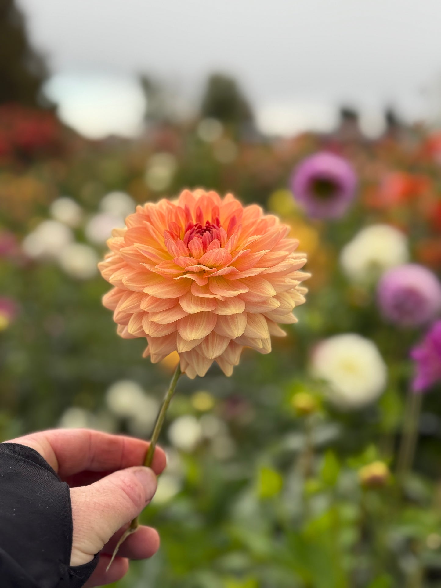 
                  
                    Fawn Dahlia - Mini Clump
                  
                