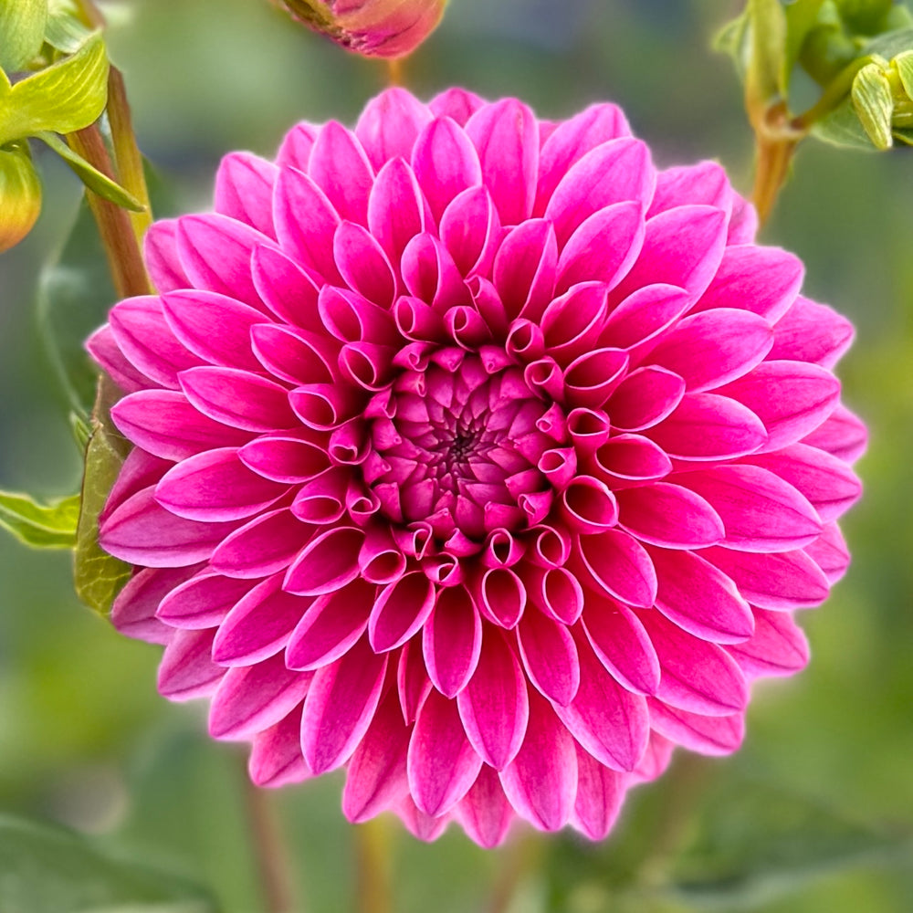 Gala Parade Dahlia - Rooted Cutting