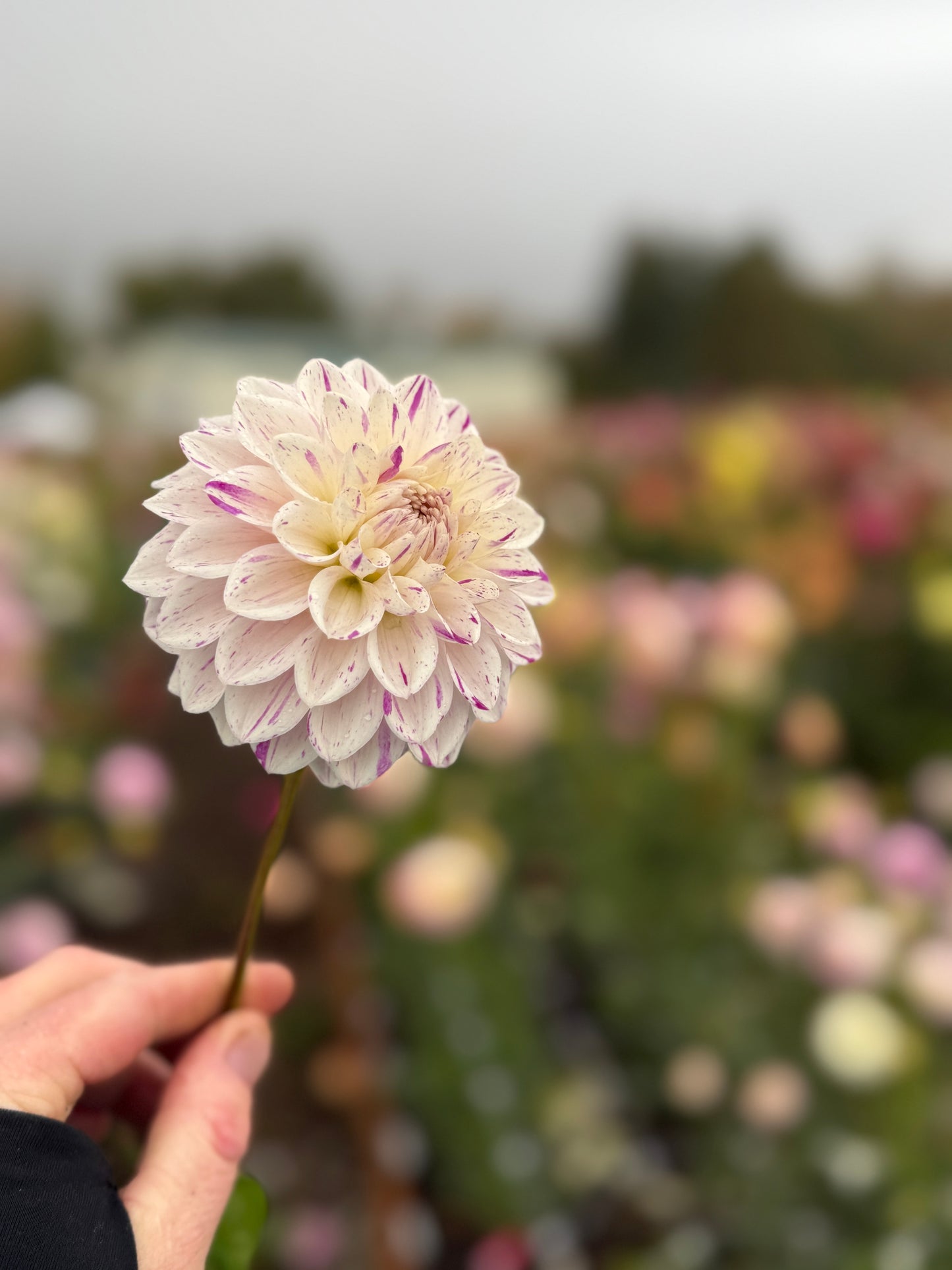 
                  
                    Hollyhill Fingerpaint Dahlia - Rooted Cutting
                  
                
