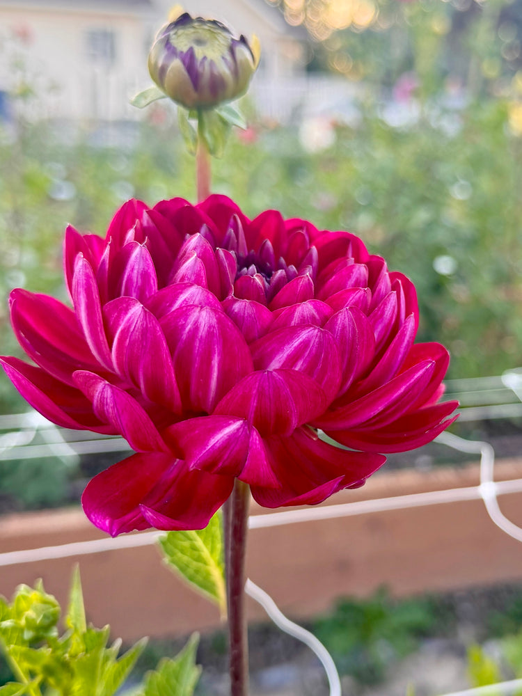 
                  
                    Sandia Bertha Dahlia - Rooted Cutting
                  
                