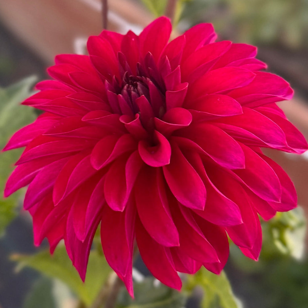 Clearview Nieve Dahlia - Rooted Cutting