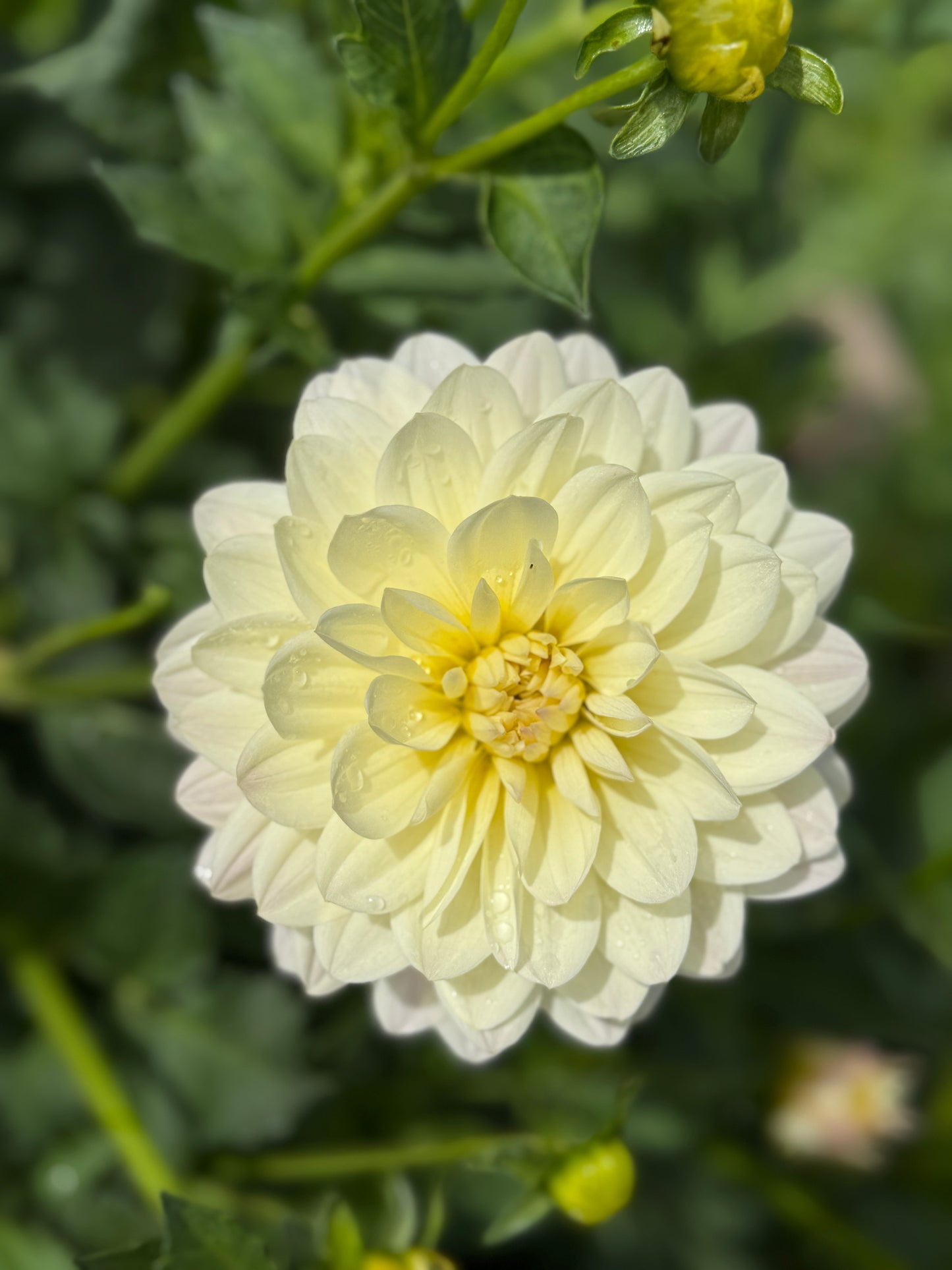 
                  
                    Hollyhill Creamy Dahlia - Rooted Cutting
                  
                