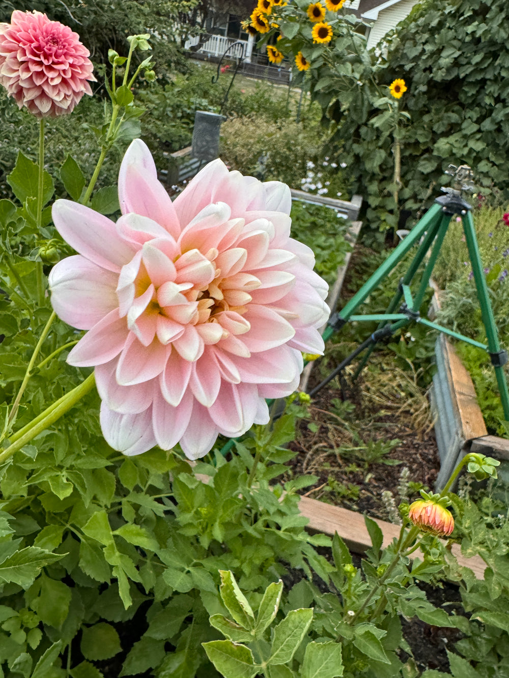 Bracken Ballerina Dahlia - Rooted Cutting