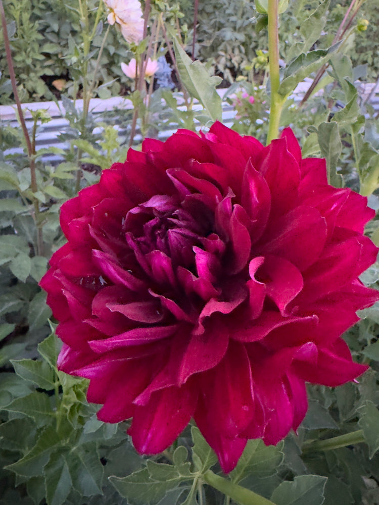 
                  
                    Hollyhill Masquerade Dahlia - POT TUBER
                  
                