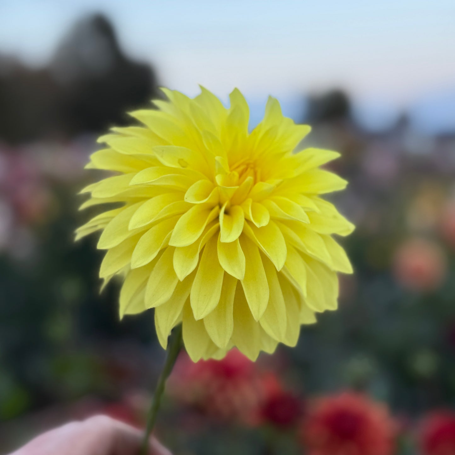 
                  
                    River's Golden Jet - Rooted Cuttings
                  
                