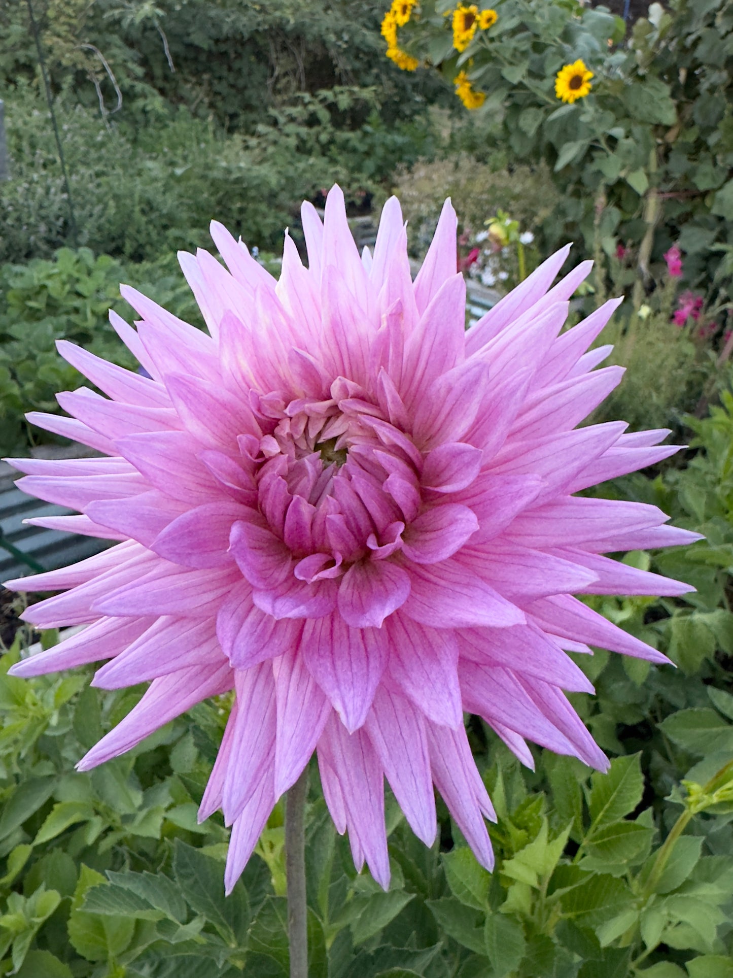 
                  
                    Clearview Carol Marie Dahlia - Rooted Cutting
                  
                