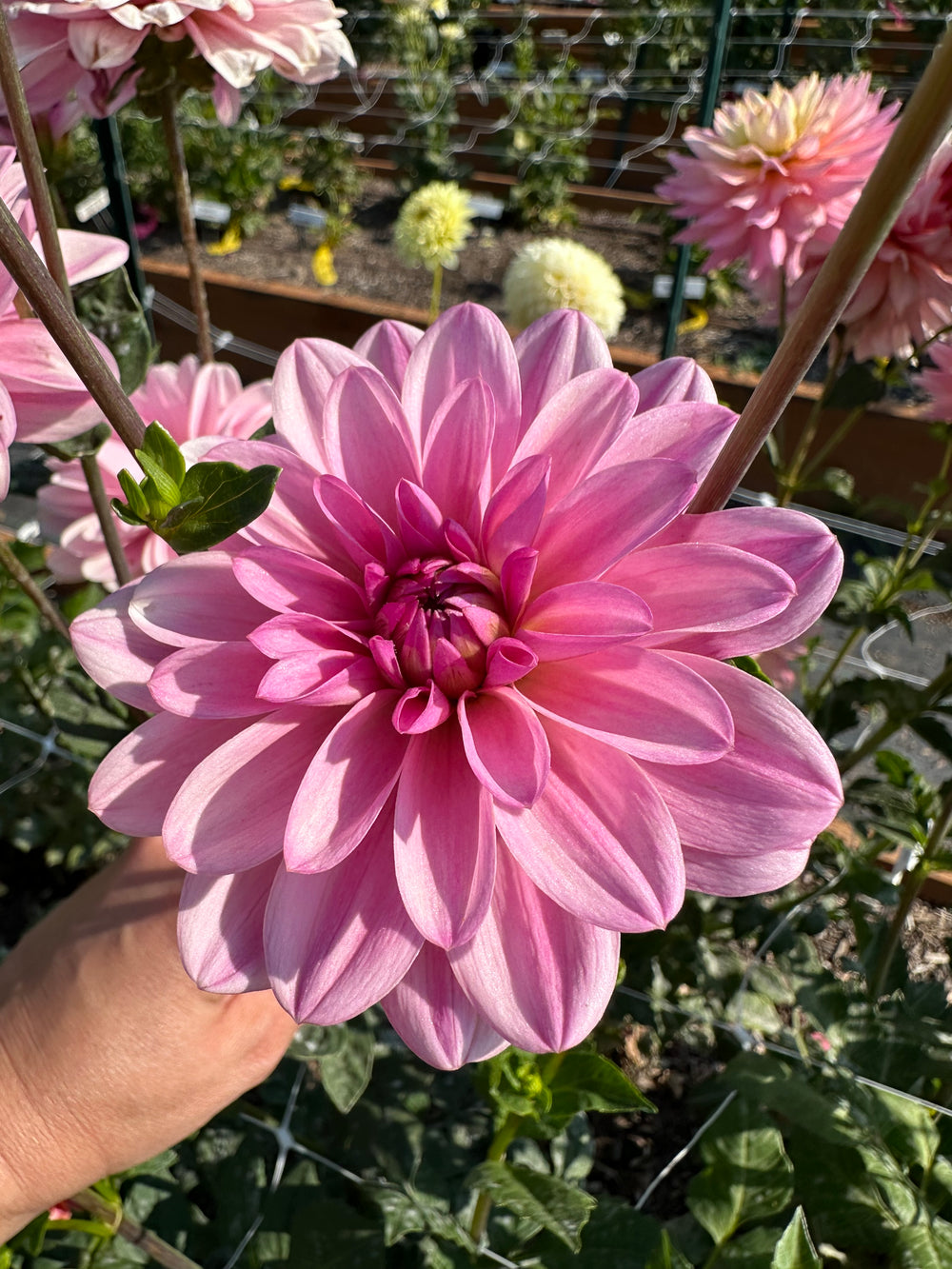 Pink Perception Dahlia - Rooted Cutting