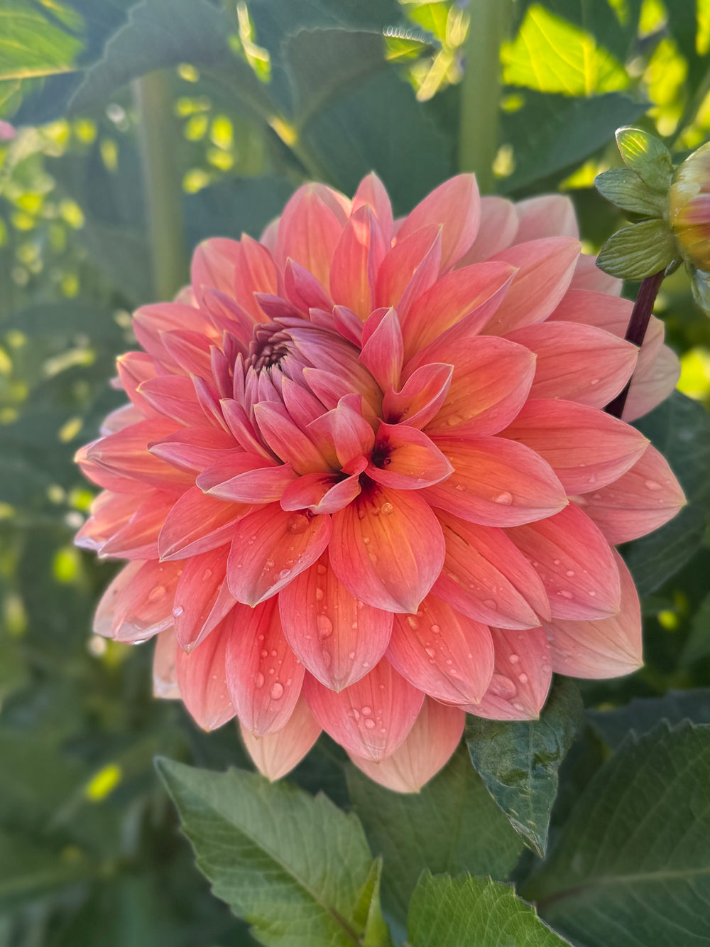 Nicholas - POT TUBER