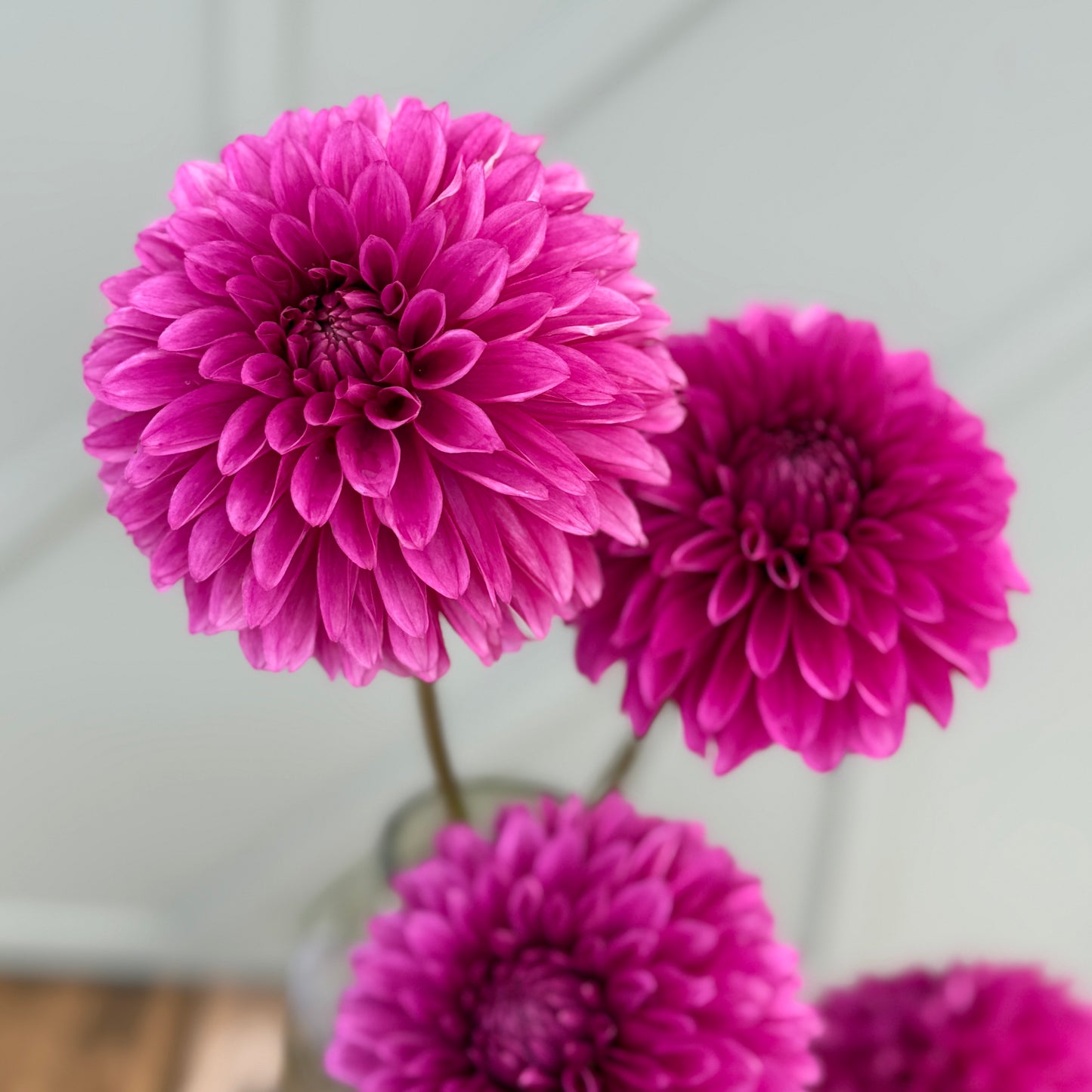 
                  
                    Hollyhill Bill M - Tuber
                  
                