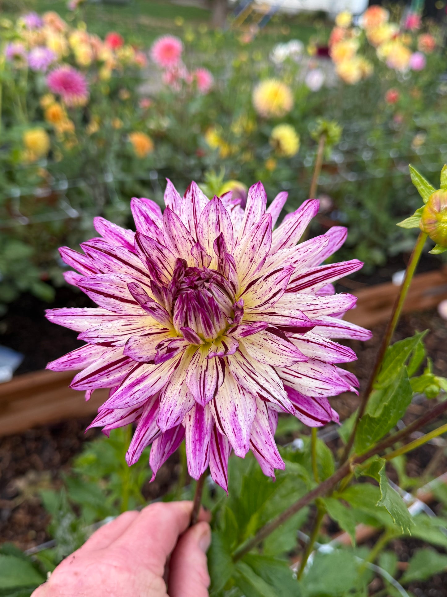 
                  
                    Hollyhill Exotica Dahlia - POT TUBER
                  
                