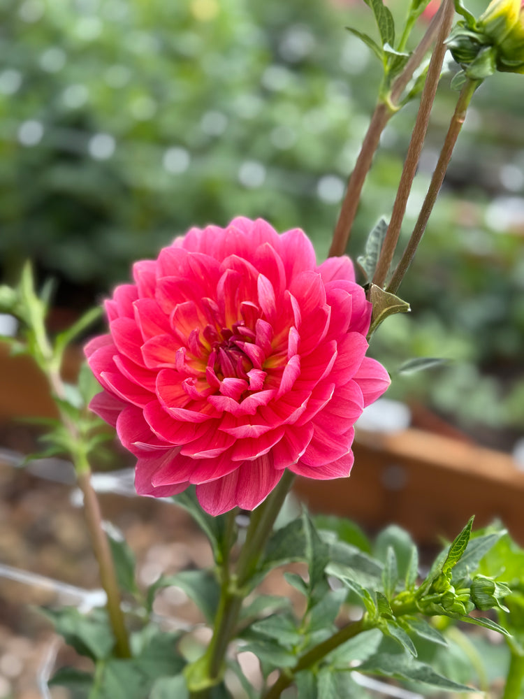 
                  
                    Hollyhill Daydream Dahlia - Mini Clump
                  
                