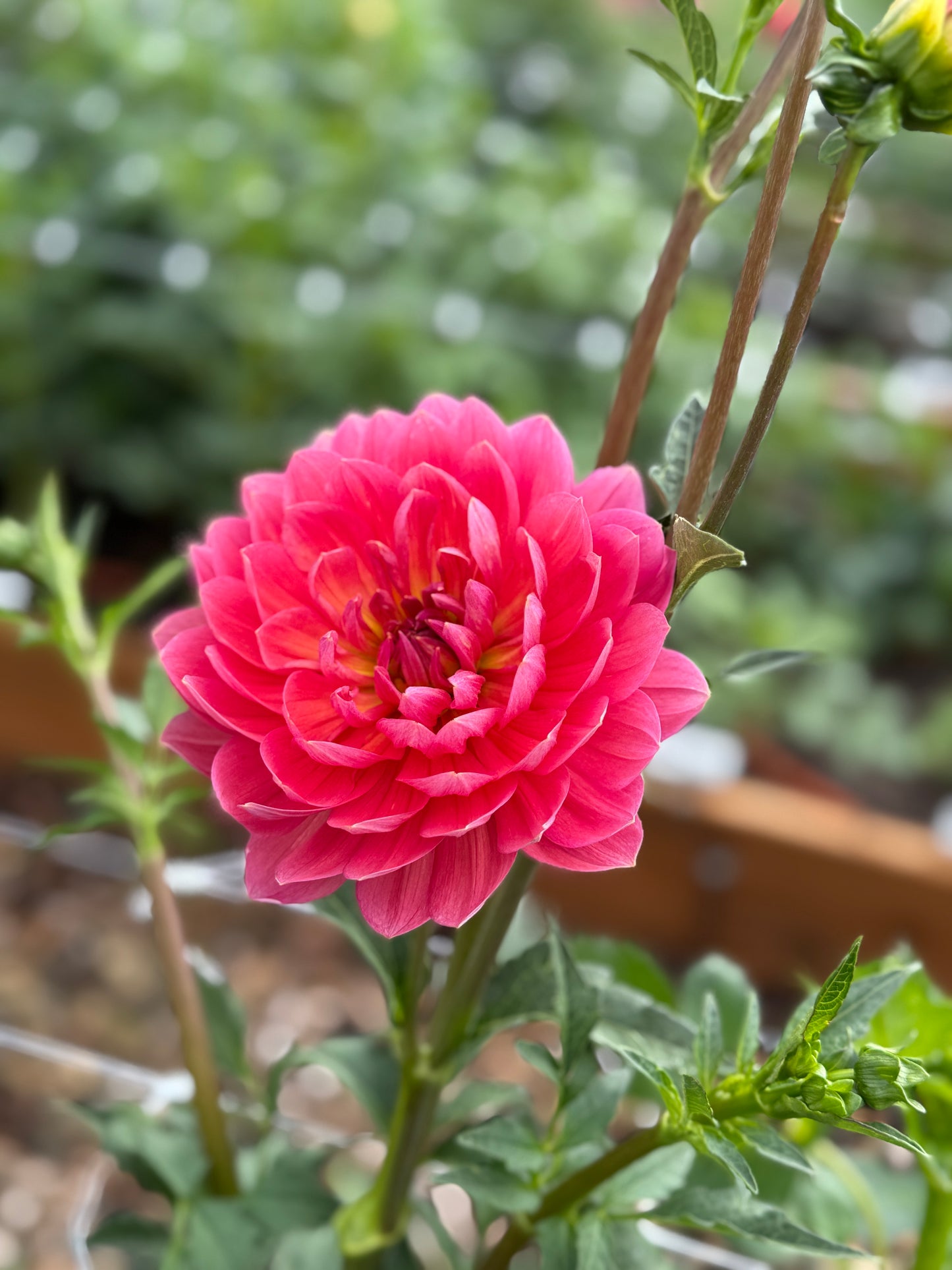 
                  
                    Hollyhill Daydream Dahlia - Mini Clump
                  
                