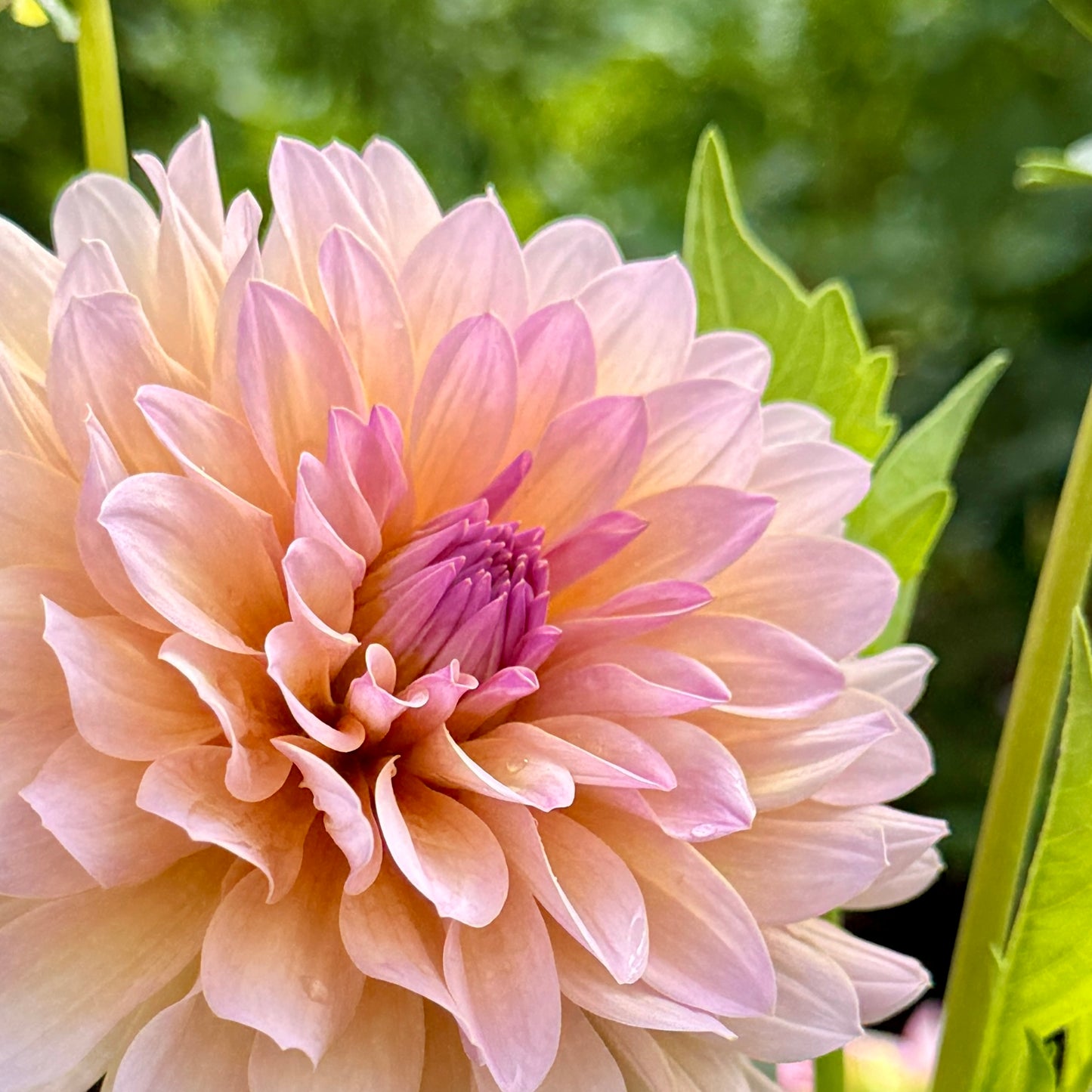 
                  
                    DL's The Special - Rooted Cutting
                  
                