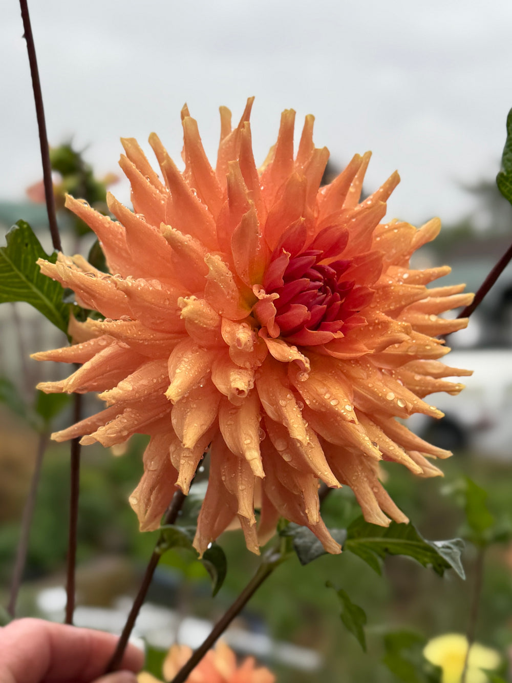 Terracotta - POT TUBER