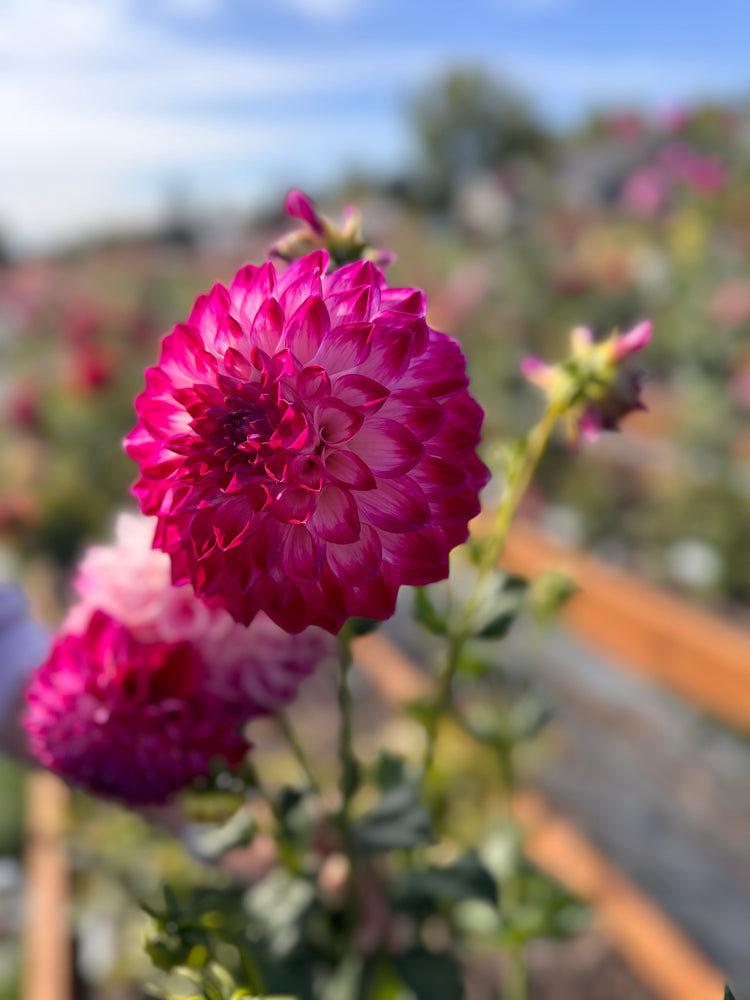 
                  
                    TLC Kiss Dahlia - Rooted Cutting
                  
                