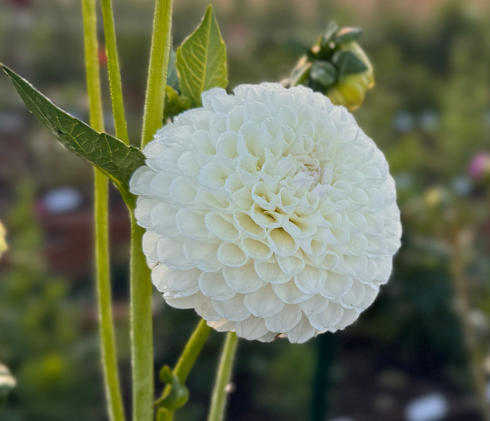 Hollyhill Miss White Dahlia - POT TUBER